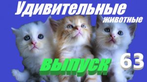 Удивительные животные #прикол #юмор
