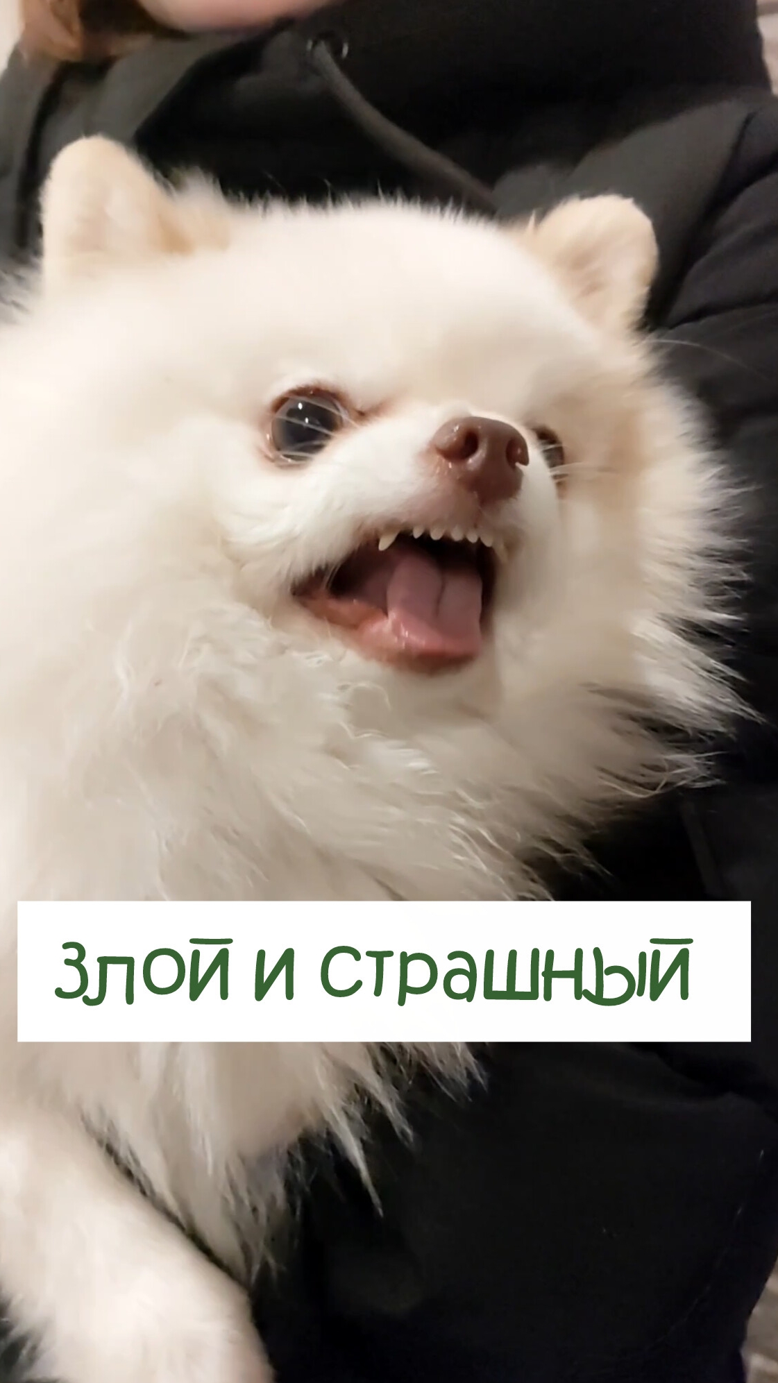 Я злой и страшный серый волк смотреть онлайн