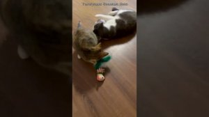 Дед Мороз пришел с подарками к животным - сиротам