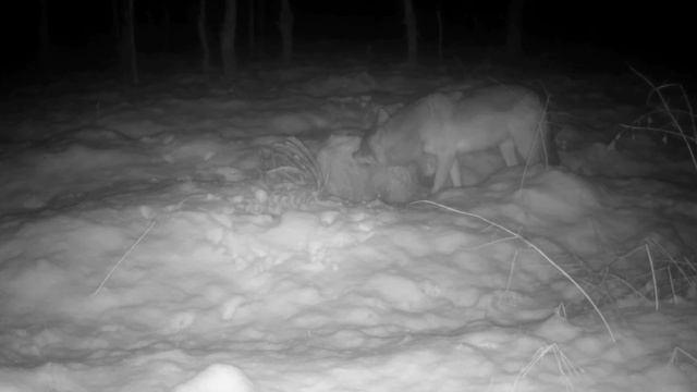 🐺 видео фото ловушки смотреть онлайн