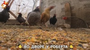 Содержание кур в домашних условиях и других птиц во дворе у Роберта 🐣🐤🦆🐔🪿🦃 (385)
