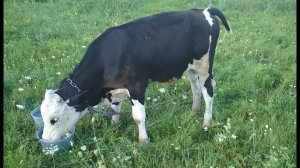 Что случилось с телёнком?