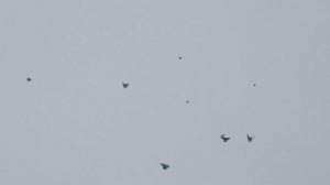 полёт голубей