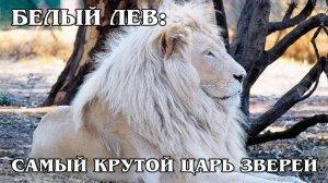 Белый Лев: Редкий Красавец | Интересные факты про львов