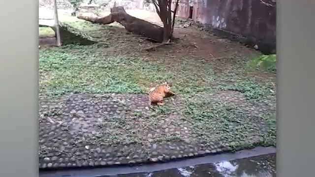 Коты могут подружиться с кем угодно 😁 смотреть онлайн