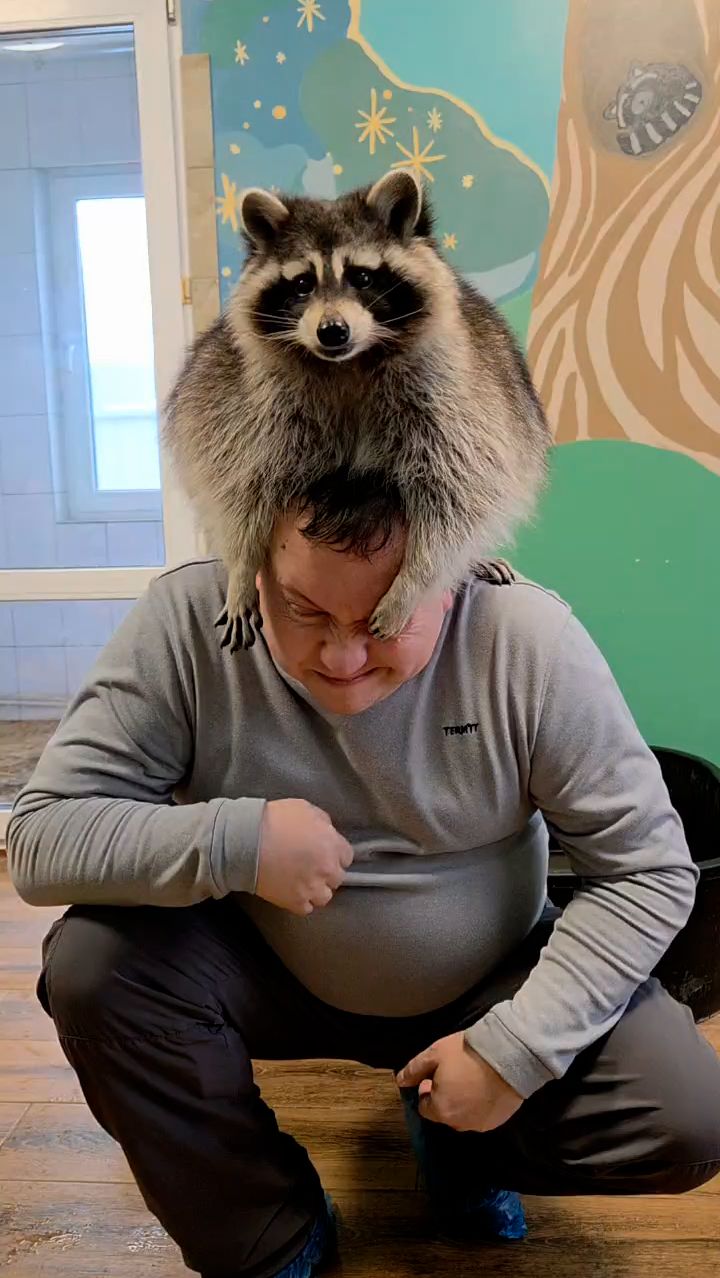 Енот на голове смотреть онлайн