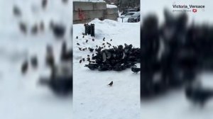 Куча мала! Кусь от вороны ! #птицы #топ