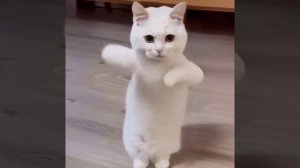 VID_20260106_123143_034.mp4