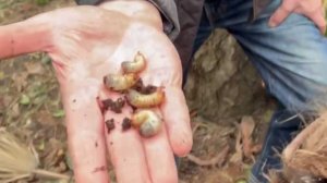 Агроном-дендролог Гутиев показал, что прячется внутри погибших в Сочи пальм