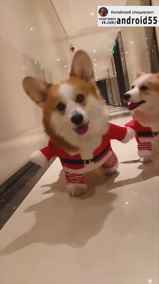 Собачья мода🤣 смотреть онлайн