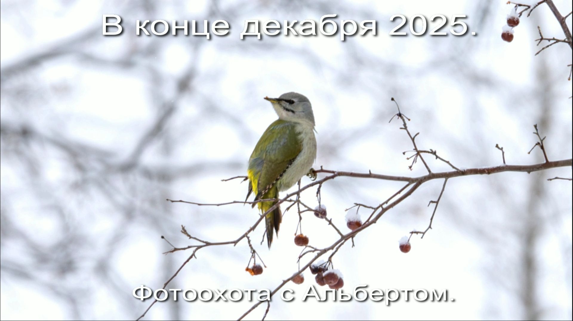 Фотоохота с Альбертом. В конце декабря 2025. смотреть онлайн