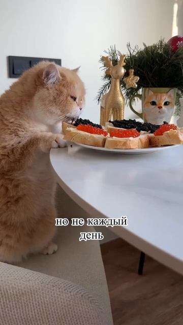 Состояние, чтобы муж обеспечивал смотреть онлайн