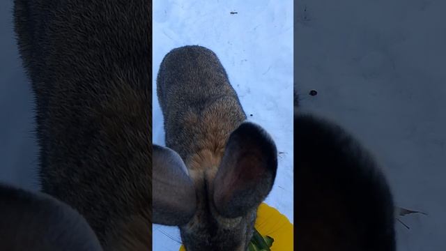 Мой кролик смотреть онлайн