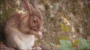 МЕЛОДИИ, ЧТО ЛАСКАЮТ ДУШУ: РАССЛАБЛЯЮЩАЯ МУЗЫКА ДЛЯ СНА 🎵