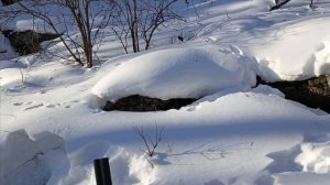 Рекордная проверка капканов часть 〽️ 12.