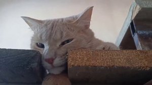 6 января. Рождественский сочельник.