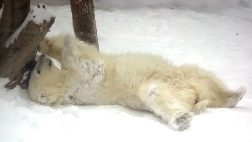 Одна сестренка у белых медвежат нашла клад и счастливая валяется на снегу и машет лапками. смотреть онлайн