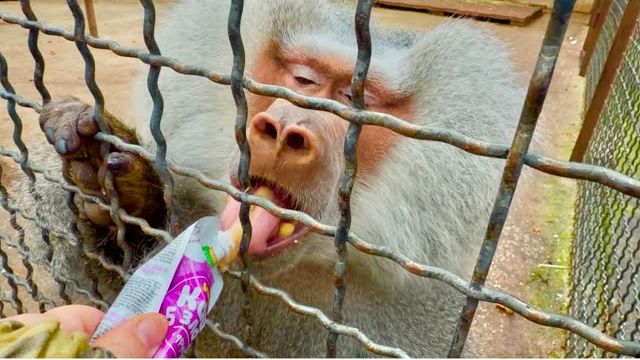 Я принесла Люсе и ее семые гранаты, но Люсе мало что досталось))) смотреть онлайн