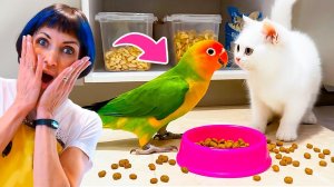 Как попугай и котенок Кефир завтрак искали  Беспорядок на кухне!