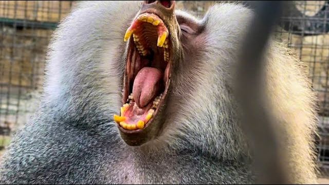 Елисей СЕГОДНЯ НЕ В ДУХЕ… поесть принесли, идите дальше работайте!)) смотреть онлайн