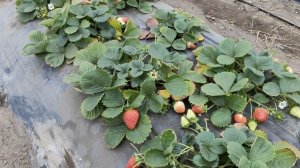 31.12.2025 г.Ставрополь