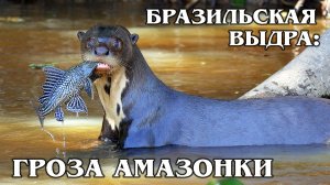 Бразильская Выдра: Гигантская Выдра | Интересные факты про выдр