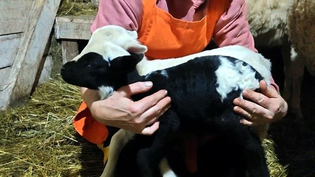 ОБЗОР НАШИХ ЯГНЯТ