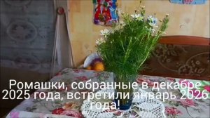 Декабрьские ромашки собранные в 2025 году процветают в январе 2026 года!