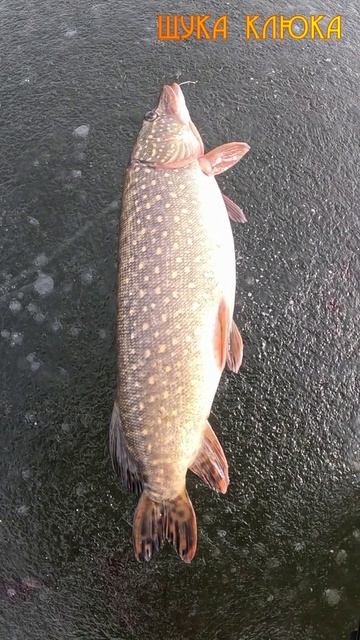 🔥 Аномально толстая щука (как подушка) 🔥 #рыбалка #щука #fishing #шортс смотреть онлайн