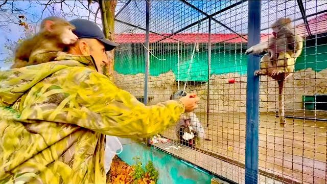 Анфиса покормила попугаев, а потом взялась за контроль рациона гамадрил❤️ смотреть онлайн