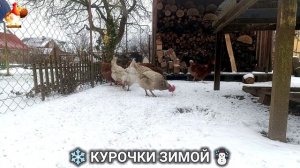 Куры зимой очень счастливы 🤗❄️⛄ (5)