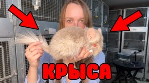Бежевый окрас у шиншилл НИКТО НЕ ЛЮБИТ