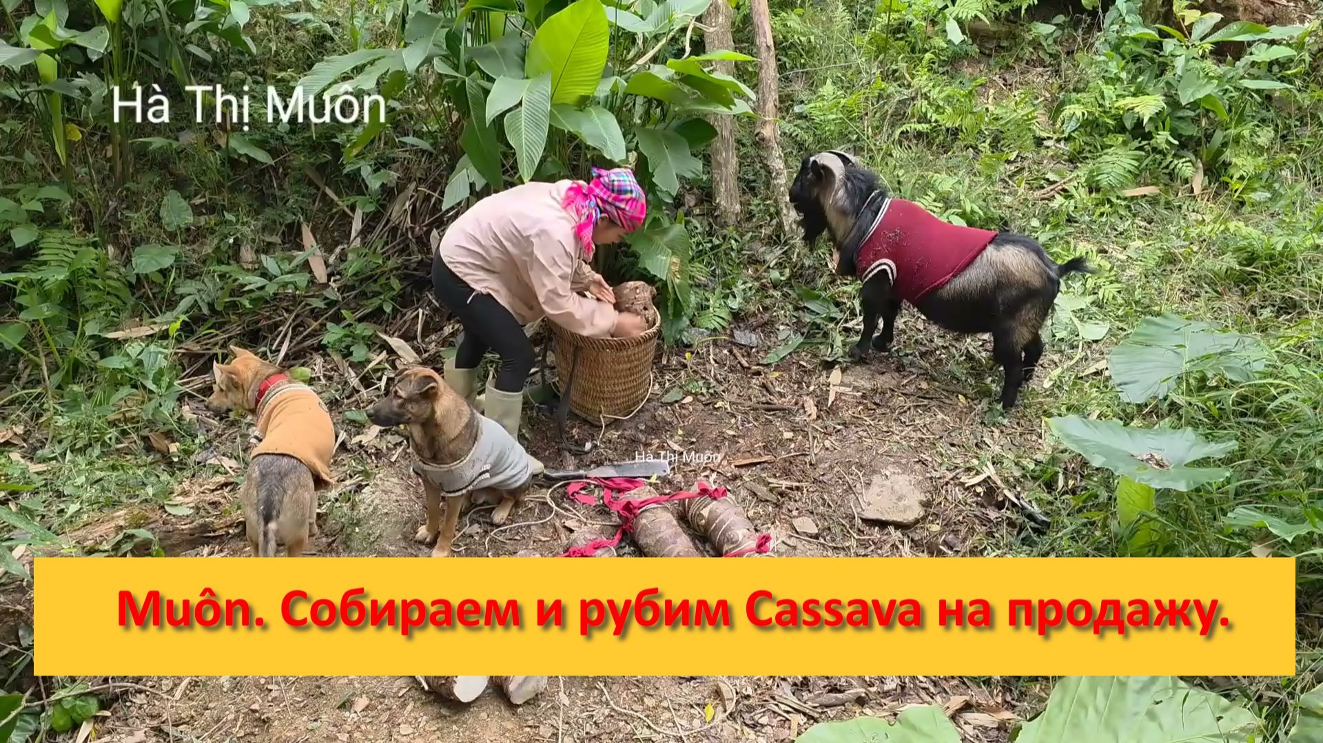 Muôn и друзья из Вьетнама. Собираем и рубим Cassava на продажу. смотреть онлайн