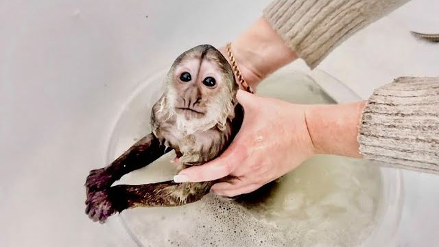 Мы купаем Финика, но ему это ВСЕ НЕ НРАВИТСЯ и он просто В ВОЗМУЩЕНИИ! смотреть онлайн