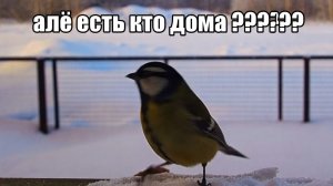 к нам прилетели гости . откапываемся