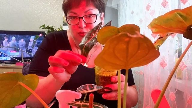 Мой будущий бизнес потихоньку растет/А то Идеальнные переживают за мои 🫰 деньги/Аллоказии поливаю смотреть онлайн