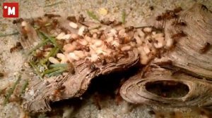 Кто такой муравей- рабовладелец  Формика сангвиния.