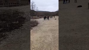 Кипарисовое озеро Сукко 5 января 2026: вода пошла в озеро