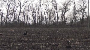 Охота на зайца с собаками сезон2025-2026г (30 часть)