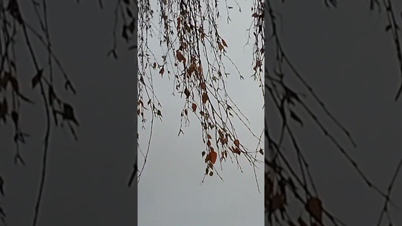 Как природа помогает нам обрести гармонию? #осень #ноябрь #Прощай_стресс, #здравствуй_жизнь