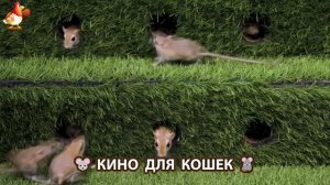 Видео для кошек про крысок развлекать питомцев 🐭🐀😂 (421)
