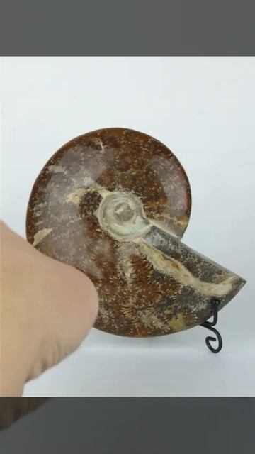 Аммонит 1205 смотреть онлайн