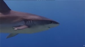 Животные. Океан. Быть хищником. ПЕРЕВОД.  док.фильм