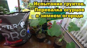 Перевалка огурцов в зимнем огороде. Испытание грунтов