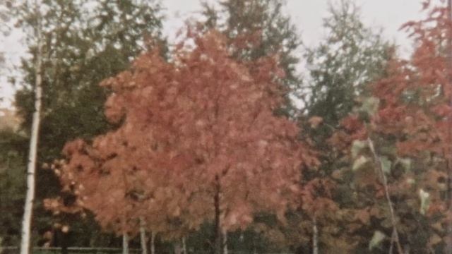 Осень на Кунцевской смотреть онлайн