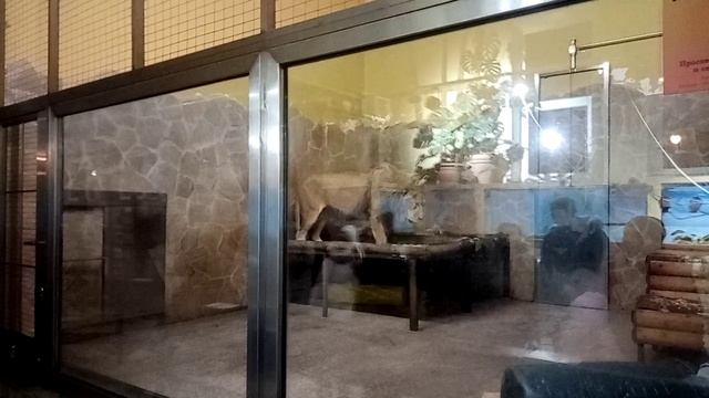 Лев в зоопарке Ленинградский