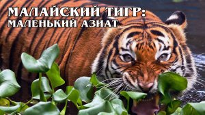 Малайский Тигр: Редкий Вид Азиатских Тигров | Интересные факты про тигров