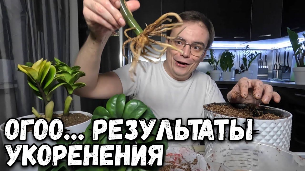 УКОРЕНИТЬ ЗАМИОКУЛЬКАС за 2 МЕСЯЦА? МОЙ ШОКИРУЮЩИЙ ОПЫТ! смотреть онлайн