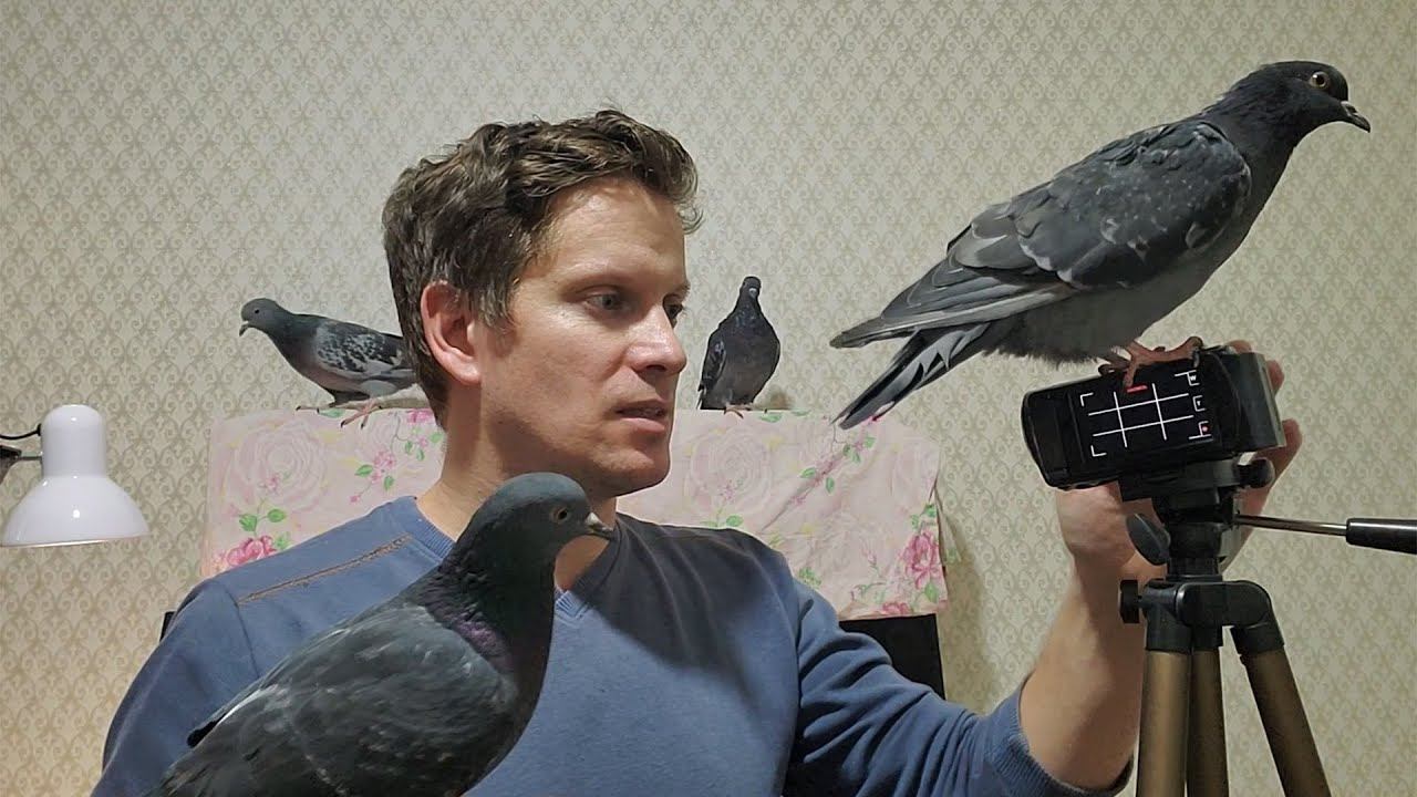 С птичками скучно не бывает. Наши ручные гульки смотреть онлайн