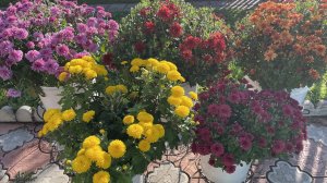 Поднимаем  Хризантему Мультифлора из подполья. Нужен совет 🙏